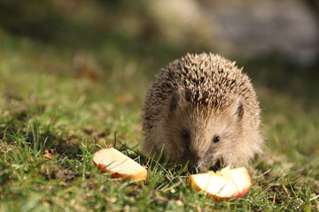 Der Igel auf Entdeckungsreise 