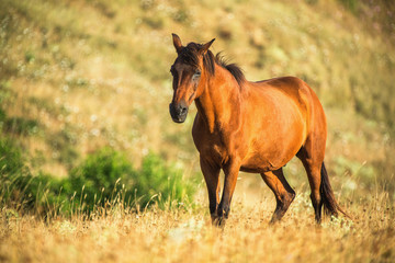 Wild horse on pasture at sunrise