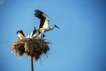 Stork with baby birds in the nest