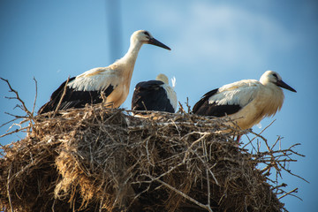 Stork with baby birds in the nest