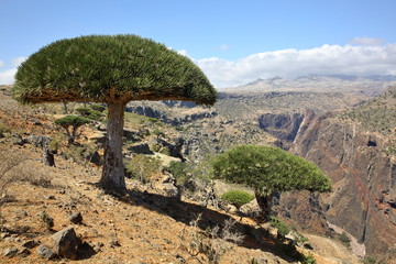 Fototapeta na wymiar Dragon tree forest in Dixam canyon - Dracaena cinnabari - Dragon's blood - endemic tree of Socotra island 