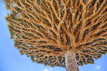 Canopy and spiky leaves of Dragon tree - Dracaena cinnabari - Dragon's blood - endemic tree from Soqotra, Yemen