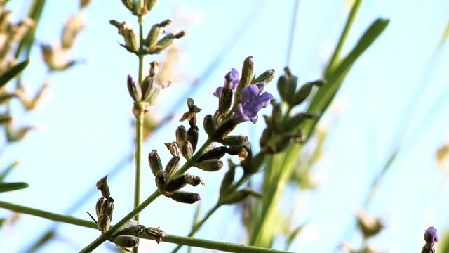 Closeup on purple flower