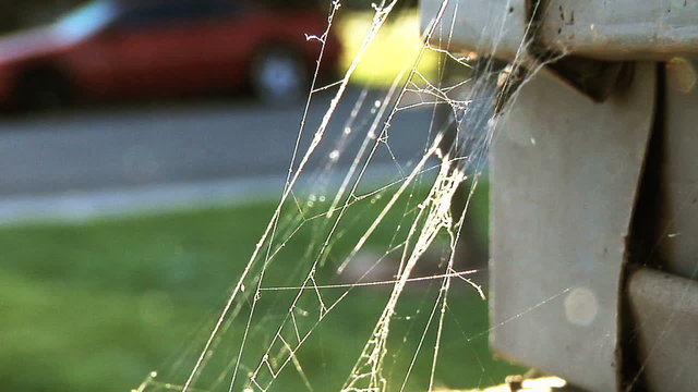 Closeup on spiderweb