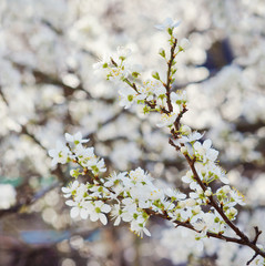 Blooming tree branches with white flowers