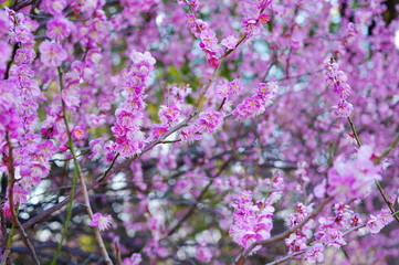 満開の梅の花