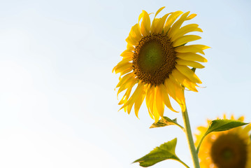 sunflower in white background