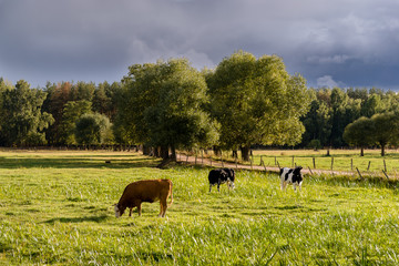 Przed burzą © podlaski49