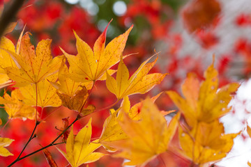 Maple, Texture of yellow, orange and red maple leaves full blossom in Autumn, Japan