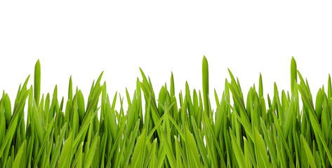 Fototapeta premium fresh spring green grass isolated on white background