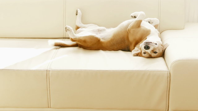 Beagle lying on the couch and twirls with his tail when notices somebody