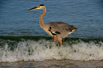 Héron Cendré Floride