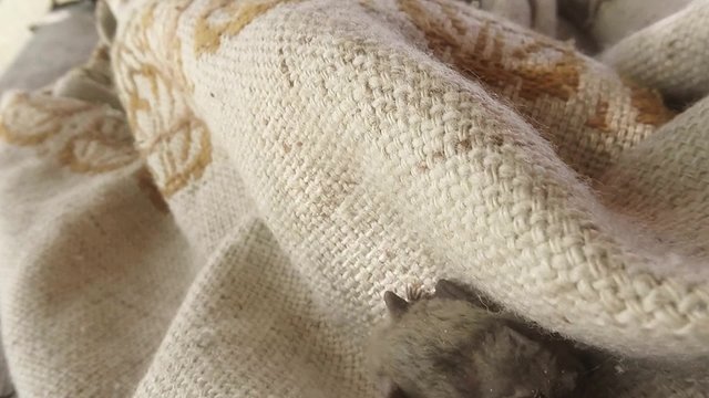 Bat Climbs on a Thin Braided Cloak House on The Island Dzharylgach