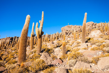 Cactus Island, Uyuni
