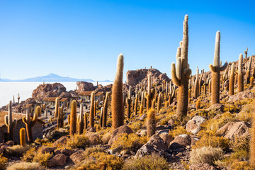 Cactus Island, Uyuni