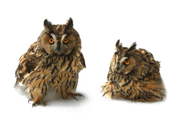 two owl