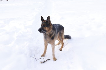 Собака немецкая овчарка на снегу с палкой солнечным днем ранней весной