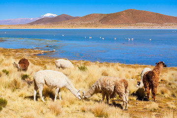 Obraz premium Cute lamas