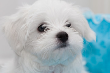 Maltese Puppy