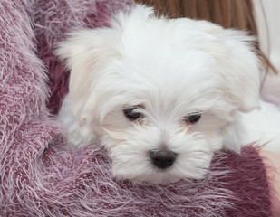 Maltese Puppy