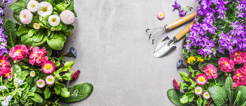 Garden tools with summer bed or balcony flowers on gray stone concrete background, top view, banner