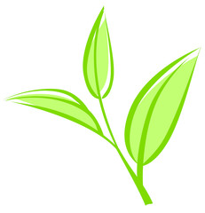 Tea leaves, young saplings