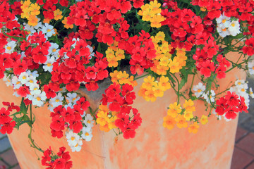Mediterraner Blumenpott mit Elfenspiegel in drei Farben