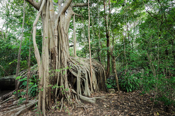 Naklejka premium Banyan tree roots cover a stone at the evergreen forest