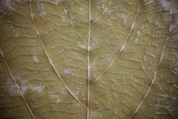 Dry leaf textured background.