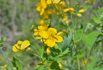 Medicinal herb celandine 1