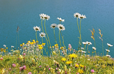 Blumenwiese mit Margeriten am Lünersee