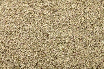 Thyme