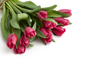 Tulips bouquet on a white background