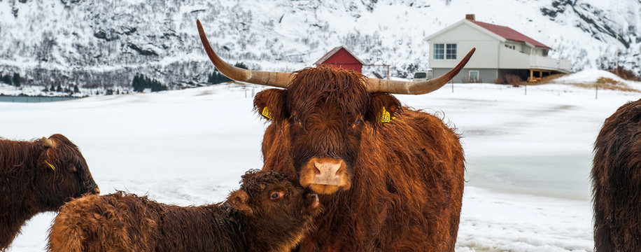Norvegian cow and his calf