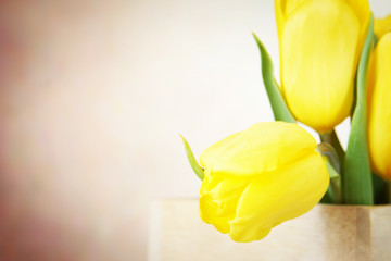 Festive beige background with vibrant yellow tulip flowers