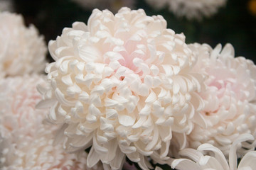 Beautiful bright colors flowers