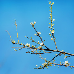 Flowers of  blossoms on a spring day