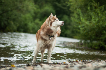 Fototapeta na wymiar Siberian husky in a mountain river
