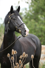 Fototapeta premium Amazing black welsh part-bred stallion with flowers