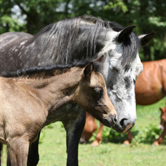 Fototapeta premium Beautiful mare with foal