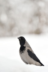 The hooded crow (Corvus cornix) on snow. Hoodie. Winter.