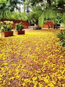 A backyard garden with yellow flowe petals covering the ground