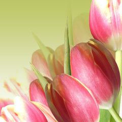 Fototapeta premium Floral background. Carnations and tulips 