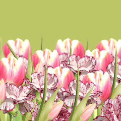 Floral background. Carnations and tulips 