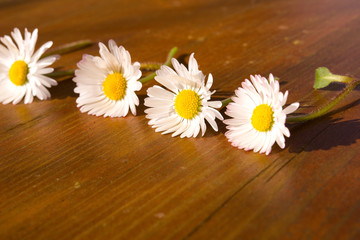 Fototapeta premium Gänseblümchen