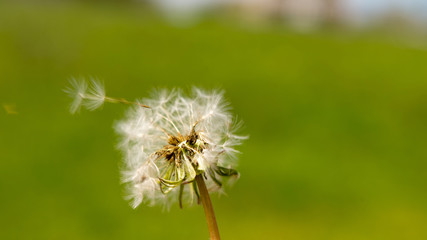 Dandelion flower in a green grass