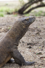 Komodo Dragon, the largest lizard in the world