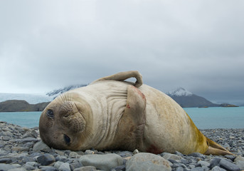 Young elephant seal lying on the beach, with rocky mountains in background, South Georgia Island, Antarctica