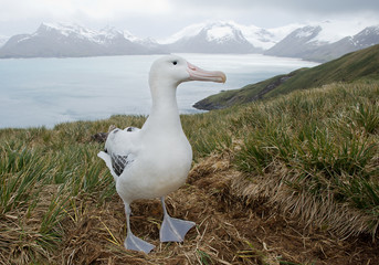 Wandering albatross on the nest with snowy mountains and light blue ocean in the background, South Georgia Island, Antarctica