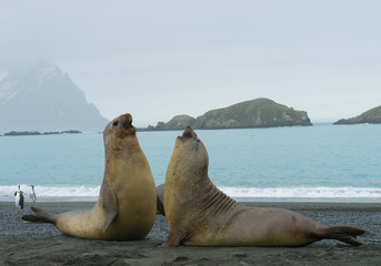 Two young males of elephant seal fighting on the beach, with island in background, South Sandwich Islands, Antarctica